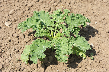 Image showing Young plant of cabbage