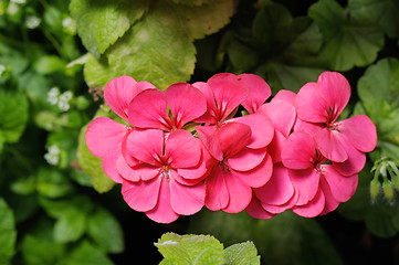 Image showing Geranium