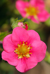 Image showing Strawberry flowers