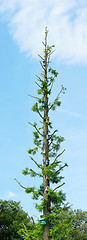 Image showing Tree with birds houses