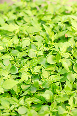 Image showing Cress