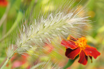 Image showing ?rnamental plants - fountain grass