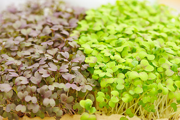 Image showing Cress