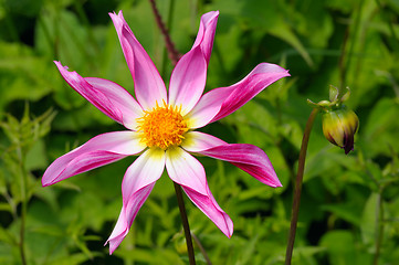 Image showing Dahlia, variety Marie Schnugg