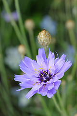 Image showing Chicory