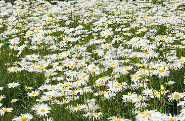 Image showing White daisy flowers on the meadow.