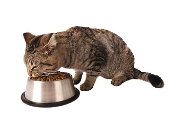 Image showing Kitten eating from dish
