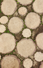 Image showing The path of the tree in the Museum in Suzdal