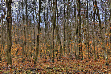 Image showing Forest in Autumn