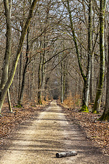 Image showing Footpath in a Forest