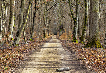 Image showing Footpath in a Forest