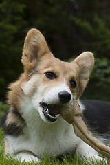 Image showing small dog large bone