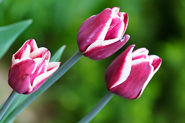 Image showing three beautiful spring flower tulip