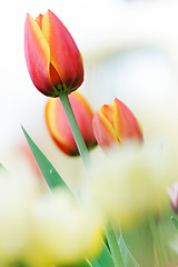 Image showing red beautiful tulip