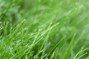 Image showing canted green grass close-up