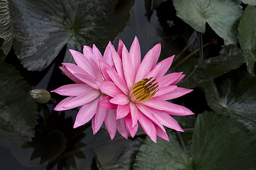 Image showing Two Lotuses with a Tiny Spider.