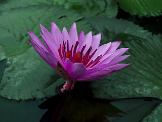 Image showing Violet Lotus.