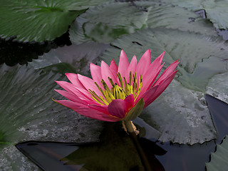 Image showing Red Lotus.