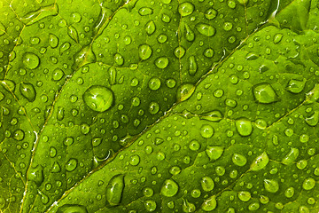 Image showing Environmental or floral pattern: green leaf with dew droplets