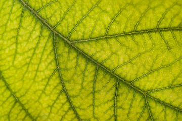 Image showing Green leaf: floral or environmental pattern