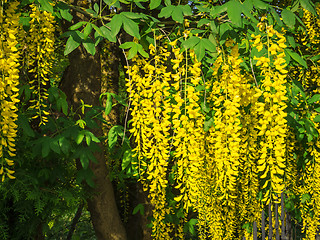 Image showing laburnum