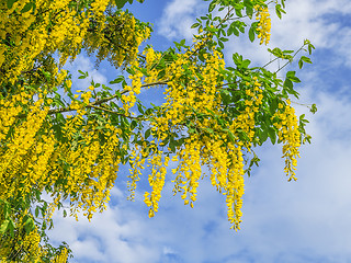 Image showing laburnum