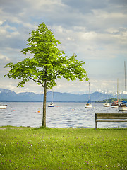 Image showing tree at the lake