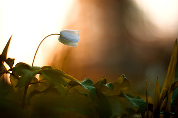 Image showing Anemone nemorosa - single white flower