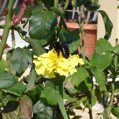 Image showing Bee on a flower