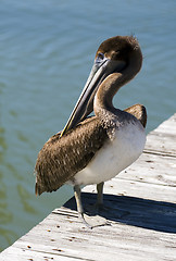 Image showing Pelican on Dock