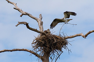 Image showing Osprey Nest