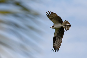 Image showing In Flight
