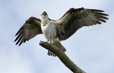 Image showing Spread your Wings