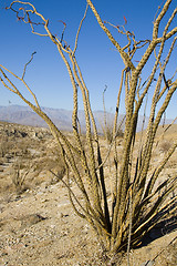 Image showing Ocotillo