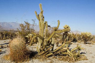 Image showing Cactus