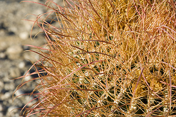 Image showing Barrel Cactus