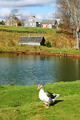 Image showing Duck in front of a pond