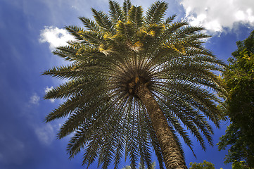 Image showing Phoenix Sylvestris.