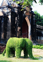 Image showing Elephant plant