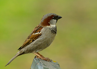 Image showing House sparrow