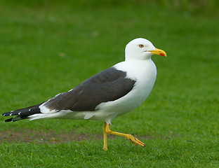 Image showing Lesser Black-backed Gull