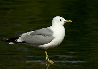Image showing common gull
