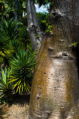 Image showing Trunks Bottle Trees.