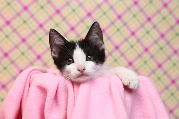 Image showing Curious Kitten on a Pink Soft Background