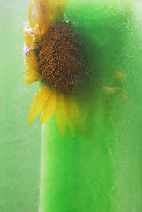 Image showing Frozen yellow sunflower