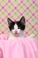 Image showing Curious Kitten on a Pink Soft Background