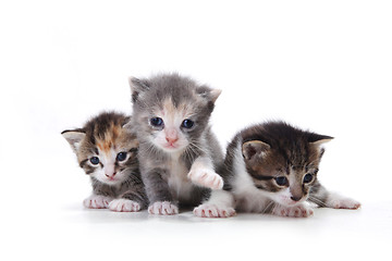 Image showing Adorable Newborn Kittens on a White Background