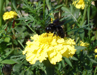 Image showing Bee on a flower