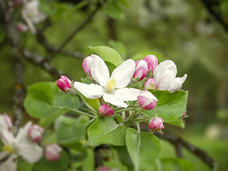 Image showing apple blossom