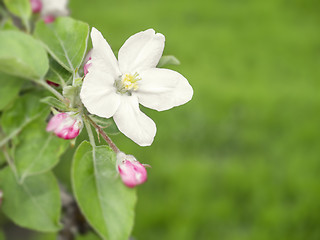 Image showing apple blossom